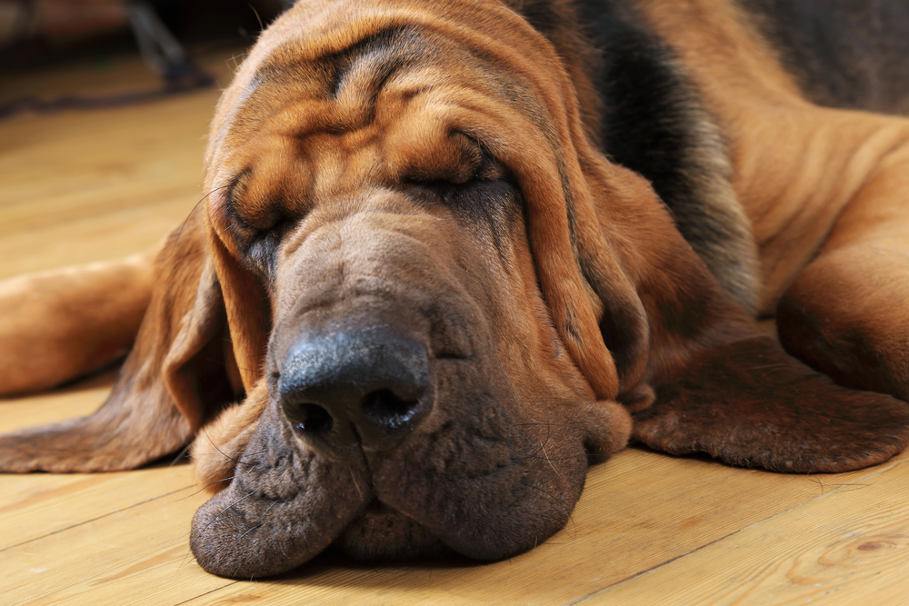 bloodhound dog