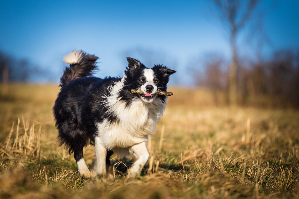 border collie