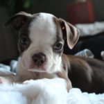 boston terrier i love pets