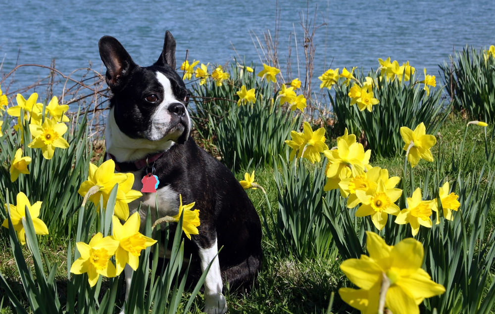 boston terrier