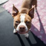 boston terrier i love pets