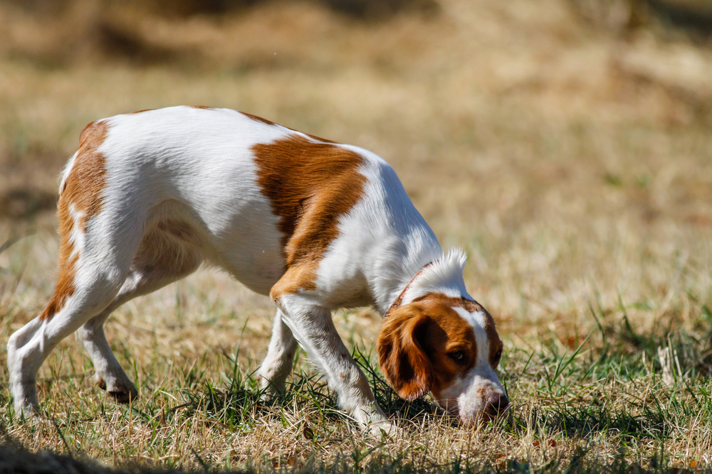 brittany spaniel