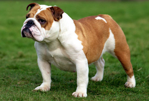 bulldog