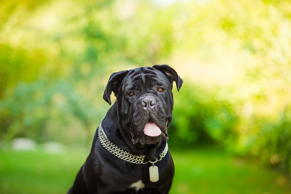 cane corso dog