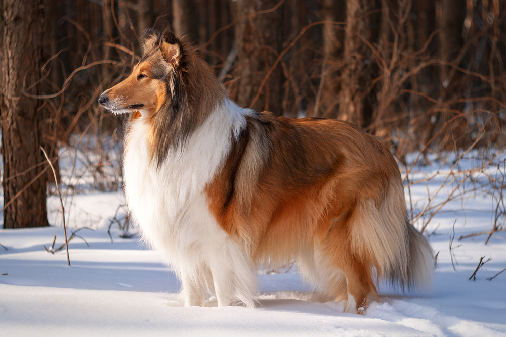 collie dog