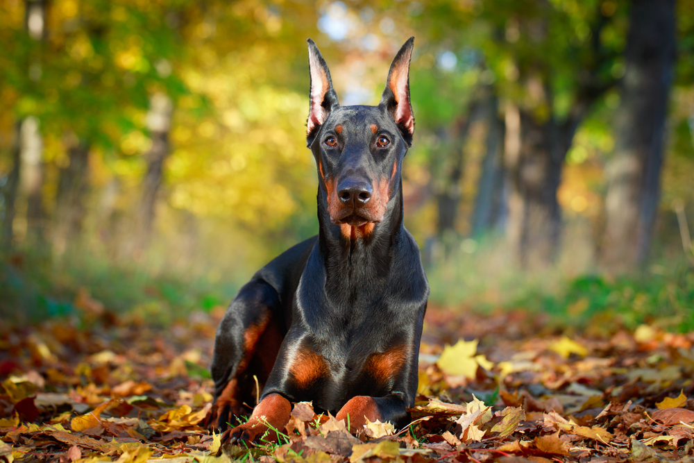 doberman pinscher