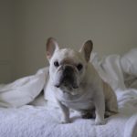 french bulldog I love pets