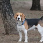beagle