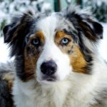 Australian Shepherd