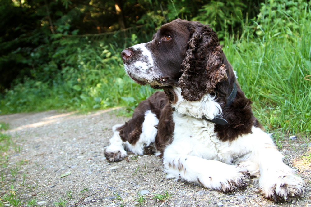 English Springer Spaniel