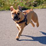 french bulldog I love pets