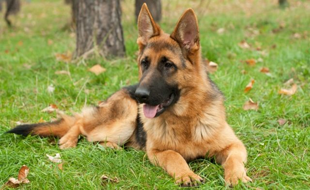german shepherd