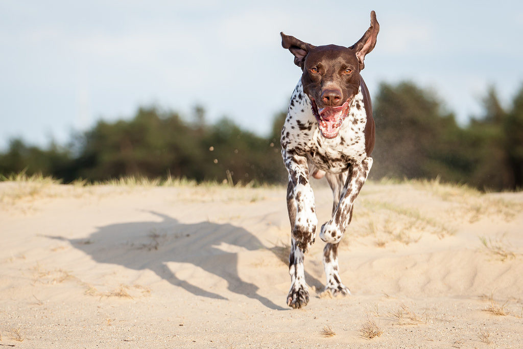 german shorthaired pointed dog