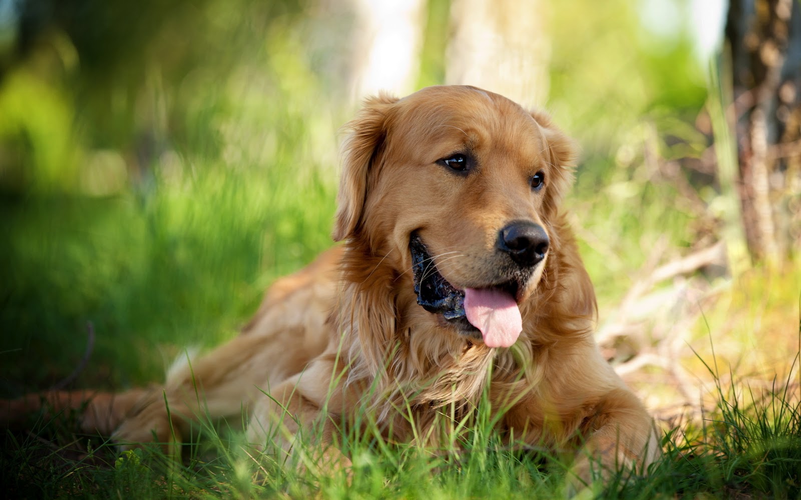 Köpek sahiplenmek için gerekli bilgiler