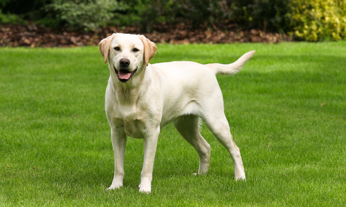 Labrador Retriever