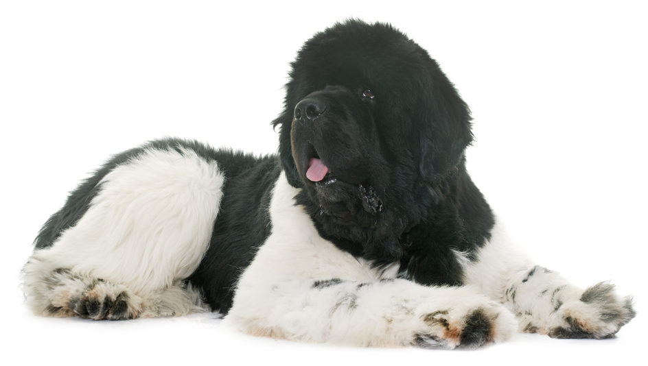 newfoundland dog