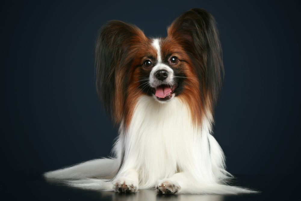 papillon dog
