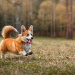 pembroke welsh corgi