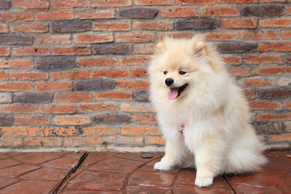 pomeranian