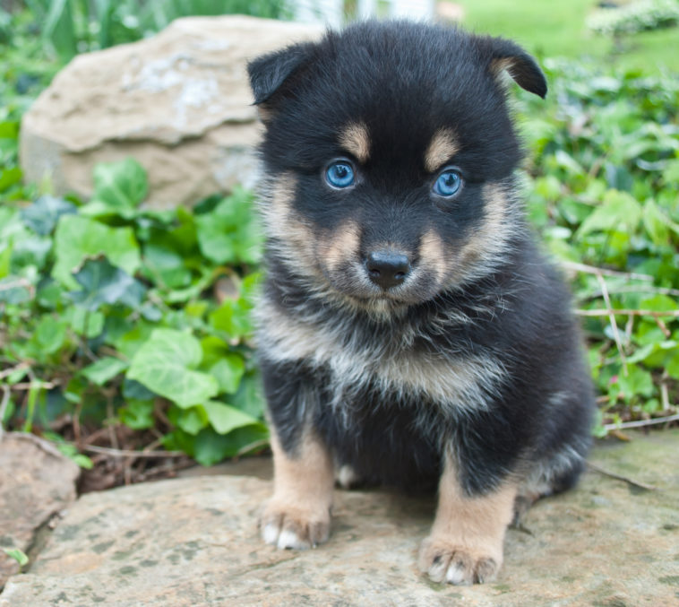 german shepherd pomsky