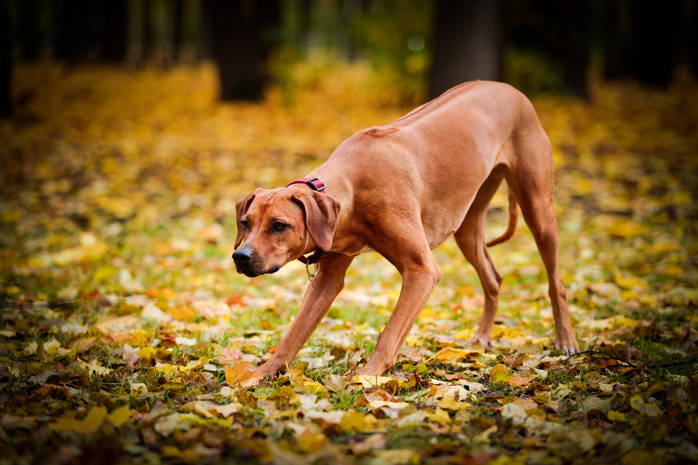 rhodesian ridgeback