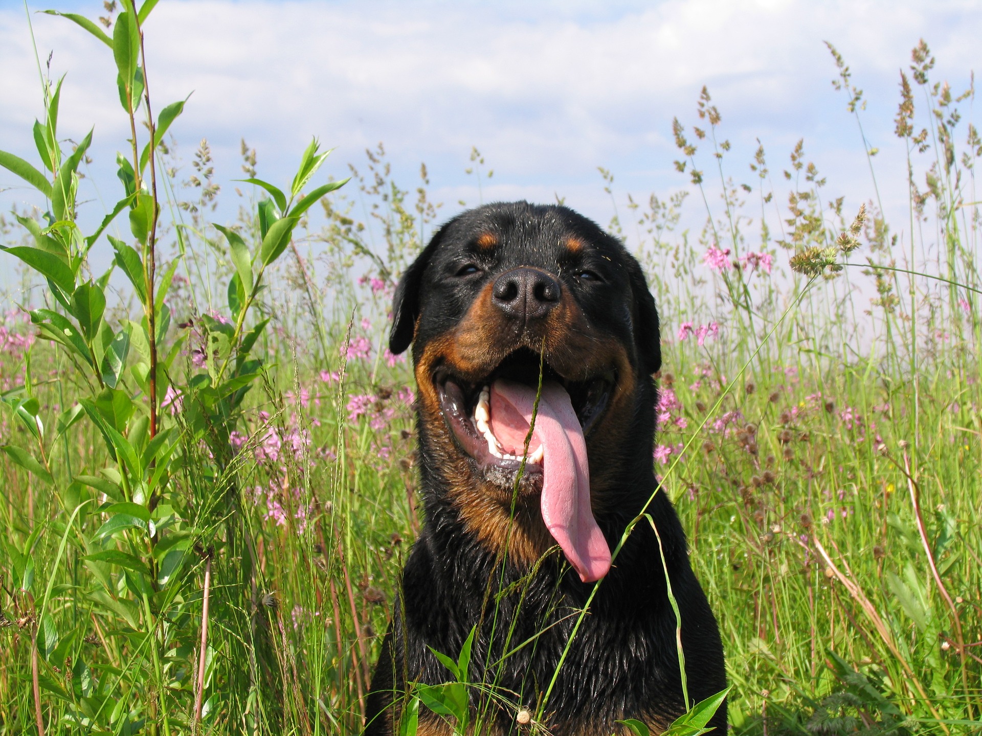 atlantic rottweiler rescue