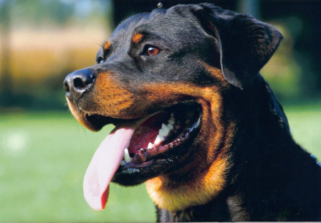 how to make a rottweiler muscular what to feed a rottweiler to gain weight wiring diagrams wiring diagrams how to make a rottweiler muscular what to feed a rottweiler to gain weight wiring diagrams wiring diagrams