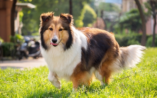 shetland sheepdog