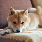 shiba inu puppy