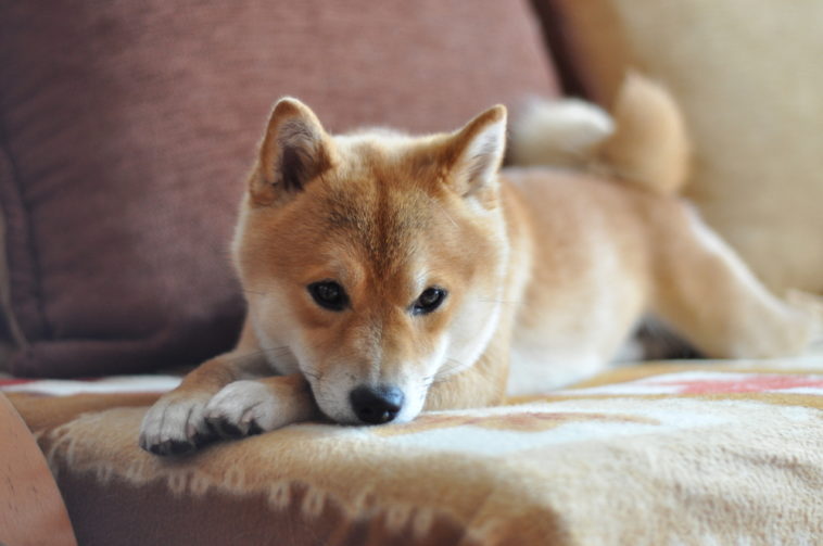 Most popular dog deals breeds 2017