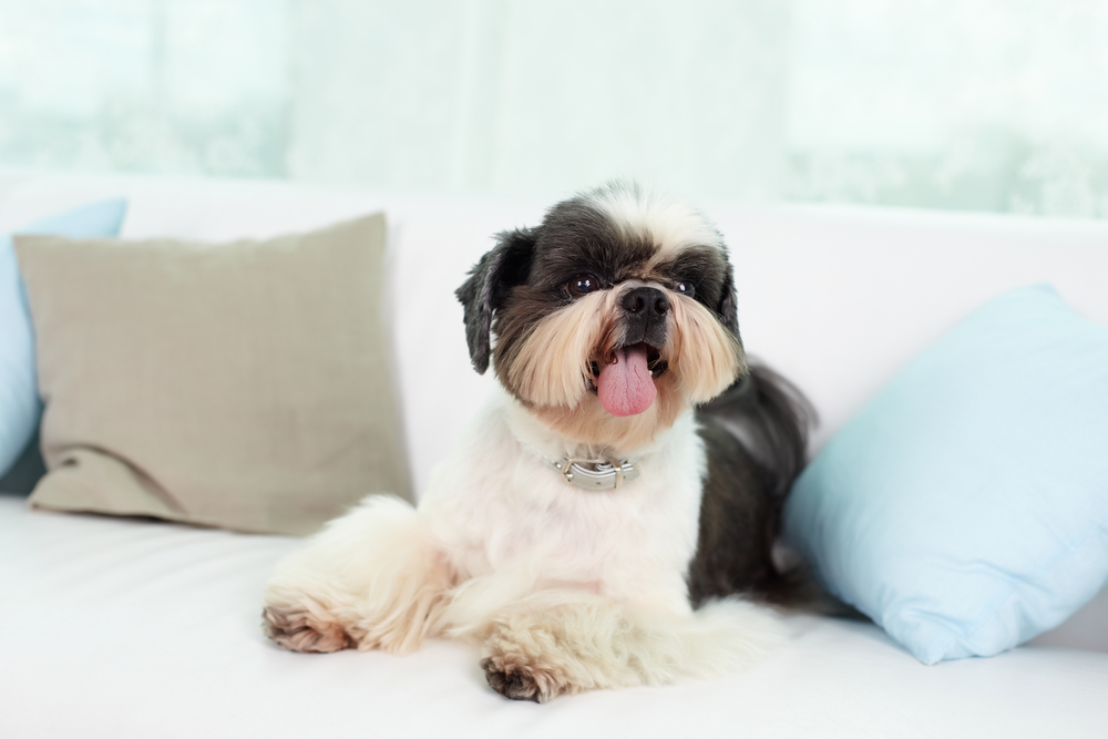 Shih tzu dog