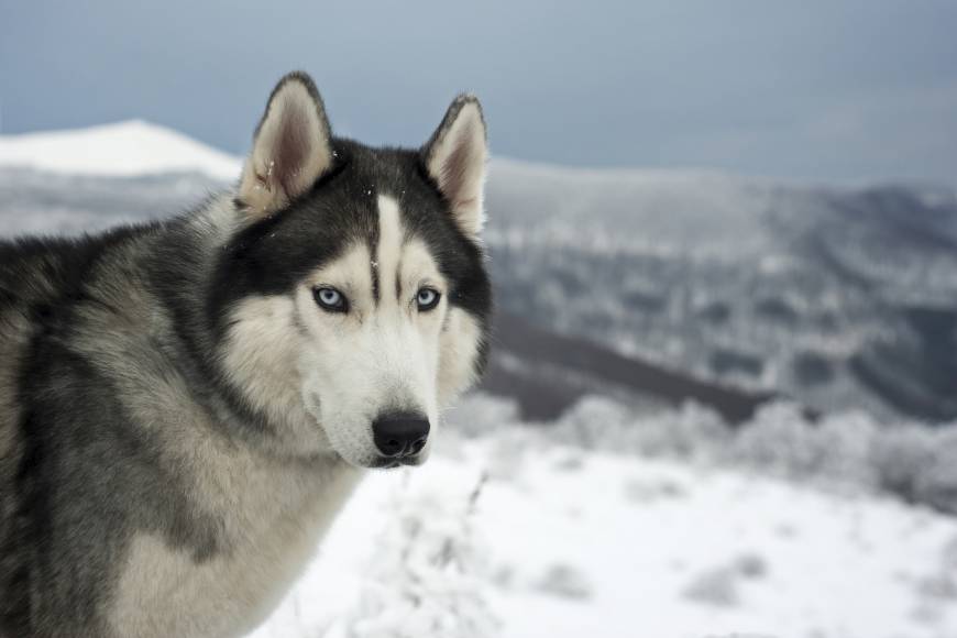 siberian husky