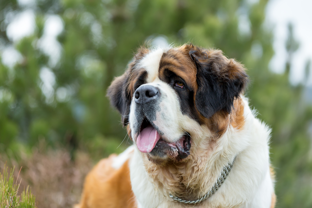 st. bernard dog