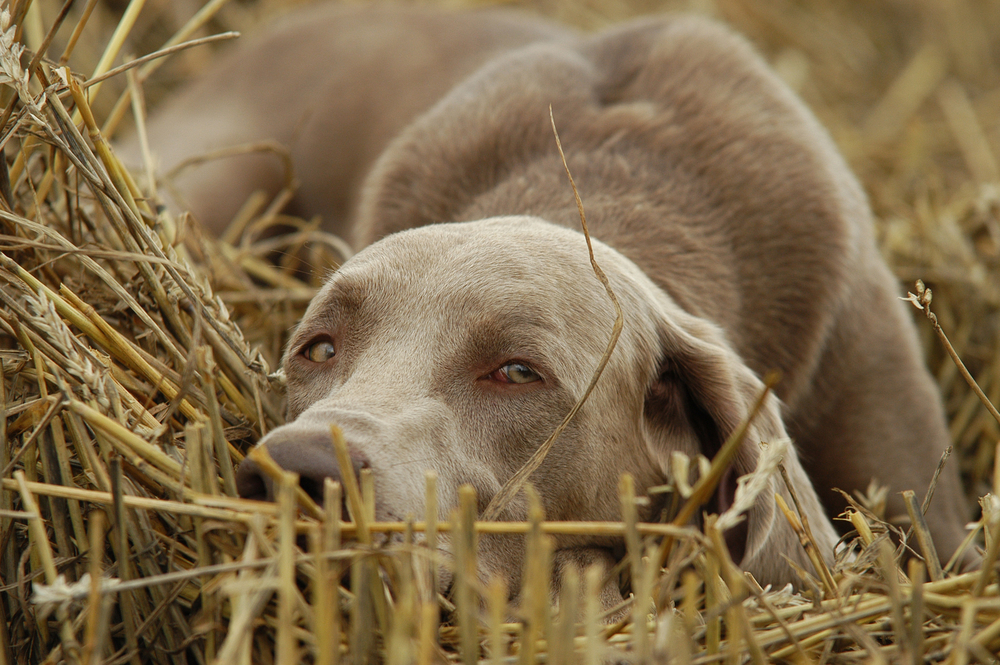 weimaraner dog