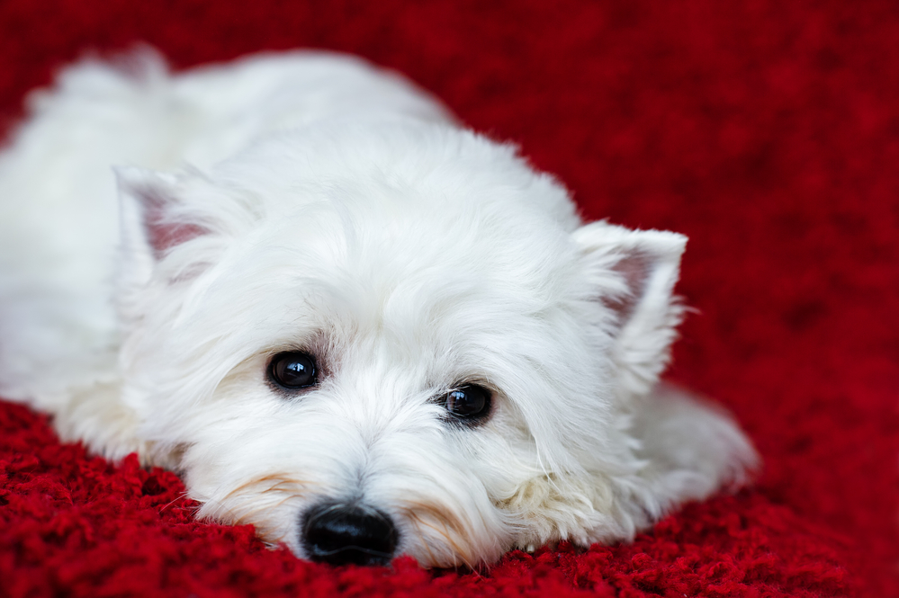 west highland white terrier