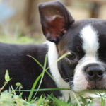 boston terrier i love pets