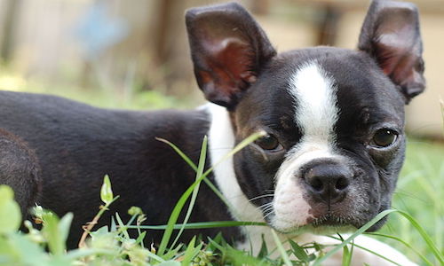 boston terrier i love pets