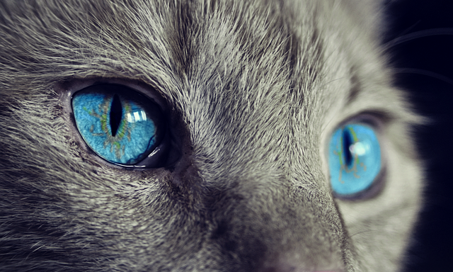 100 Most Popular Cat Names (and More!) - ILovePets.com