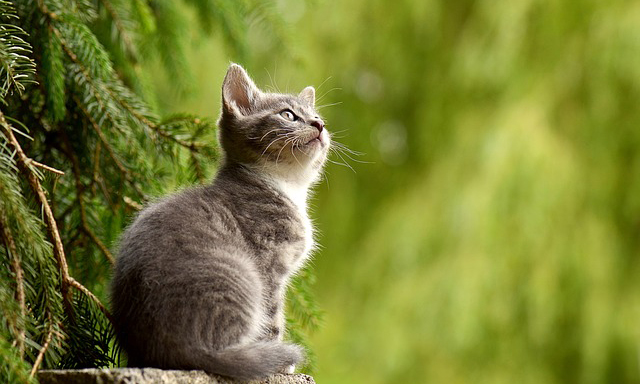 100 Most Popular Cat Names (and More!) - ILovePets.com