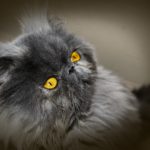 persian cat