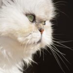 persian cat