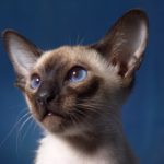 siamese cat i love pets