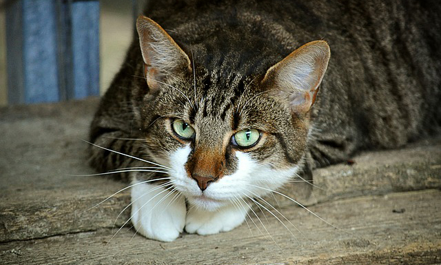 100 Most Popular Cat Names (and More!)