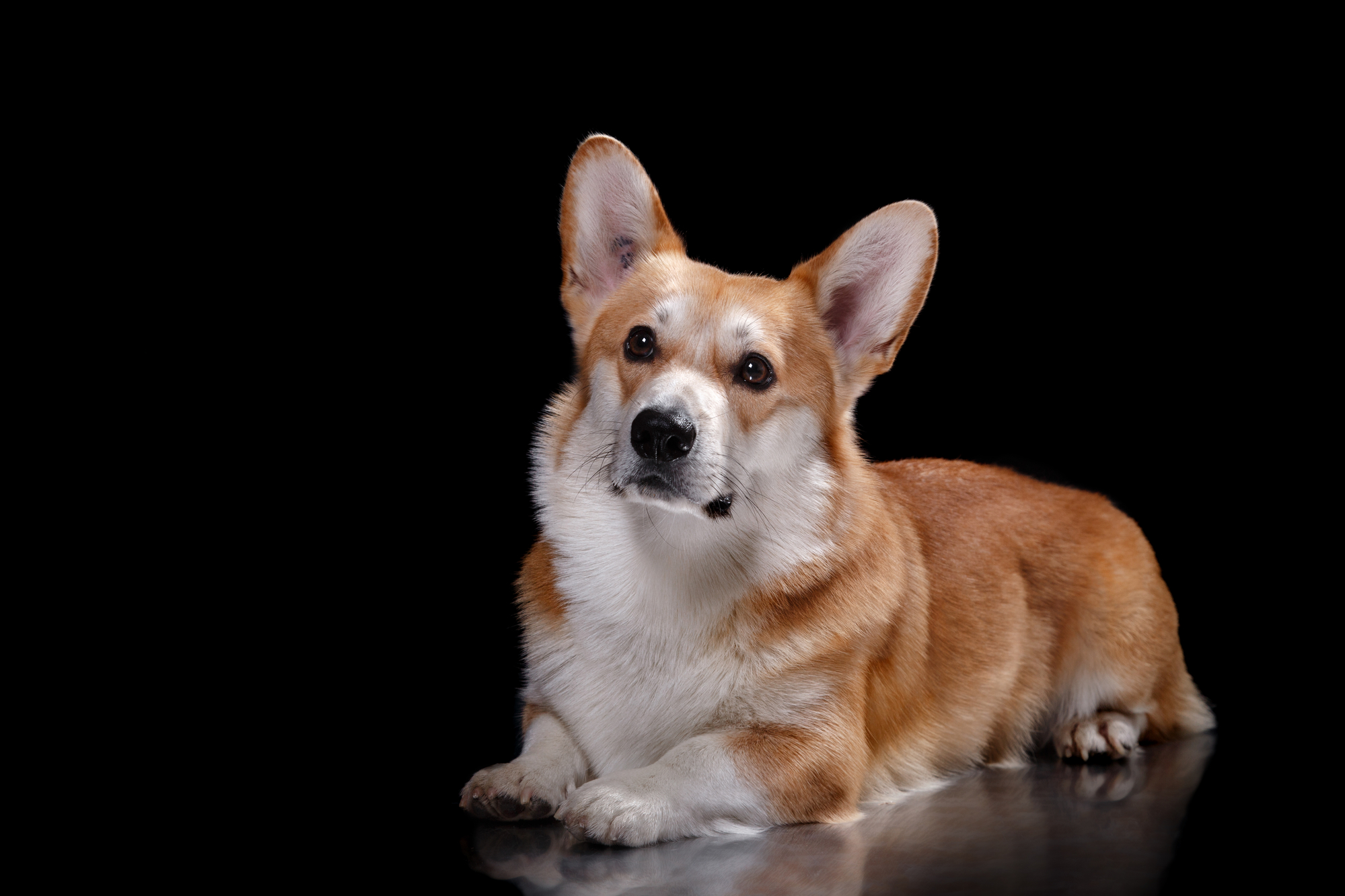 cane welsh corgi