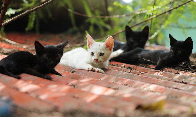 100 Most Popular Cat Names (and More!) - ILovePets.com