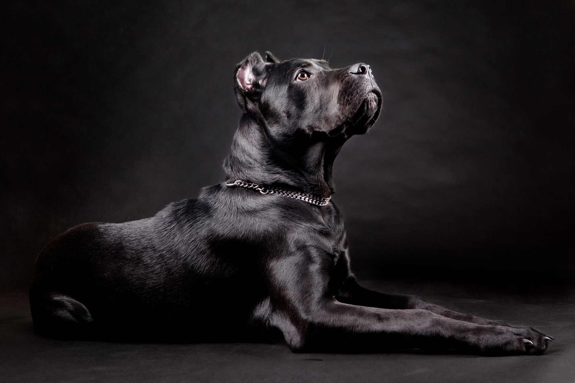 old world cane corso