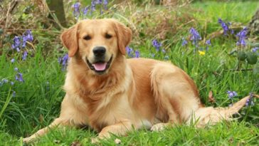 golden retriever facts