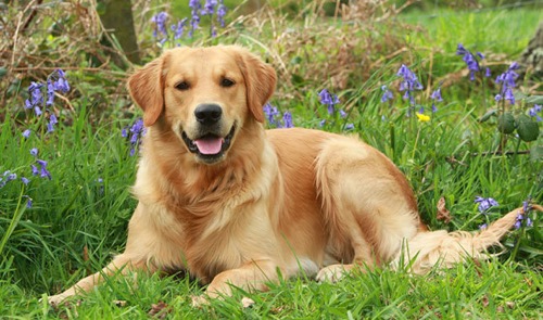 cool facts about golden retrievers