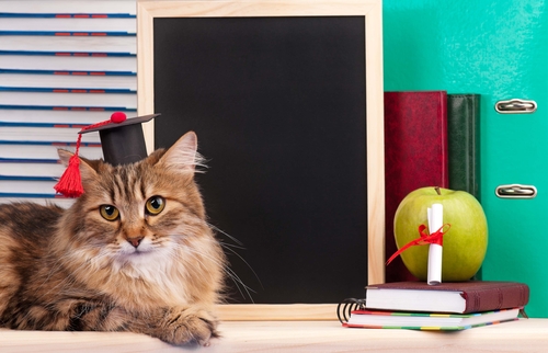 ILovePets.com Scholarship