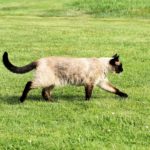 siamese cat i love pets